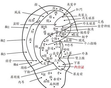 耳朵痣圖|耳朵上的痣算命图解